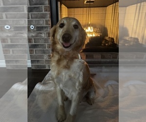 Mother of the Golden Retriever puppies born on 02/09/2026