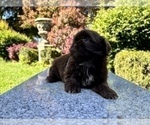 Small #9 Shih Tzu