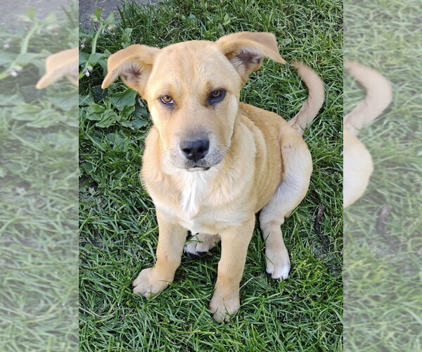 Medium Photo #1 Mutt Puppy For Sale in Polson, MT, USA