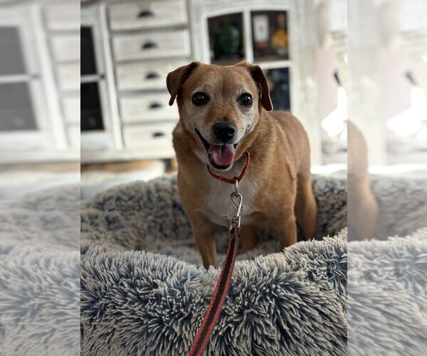 Medium Photo #10 Mutt Puppy For Sale in Brewster, NY, USA