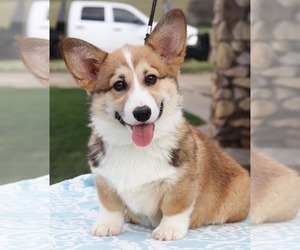 Father of the Pembroke Welsh Corgi puppies born on 02/15/2023