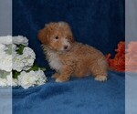 Small Photo #4 Poodle (Miniature) Puppy For Sale in BARNESVILLE, KS, USA