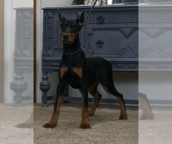 Medium Photo #20 Doberman Pinscher Puppy For Sale in WARSAW, IN, USA