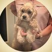 Small Photo #6 Cocker Spaniel Puppy For Sale in LAKELAND, FL, USA