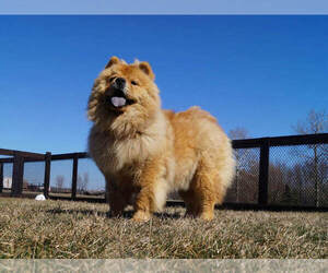 Mother of the Chow Chow puppies born on 01/18/2022