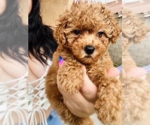 Poodle (Toy) Puppy for sale in RIVERSIDE, CA, USA