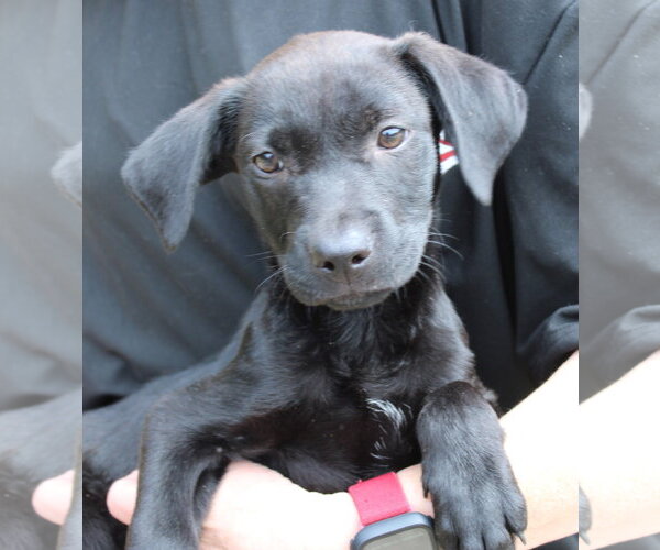 Medium Photo #2 Labrador Retriever-Unknown Mix Puppy For Sale in Prattville, AL, USA