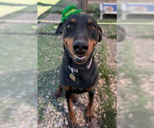 Sonora - Female Rotterman Dog for Adoption - Photo #2