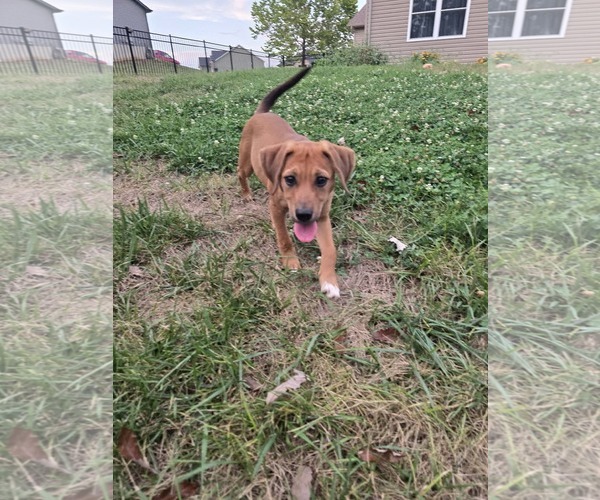 Medium Photo #2 Mutt Puppy For Sale in Hillsboro, MO, USA