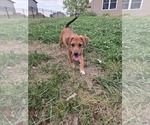 Small #1 Mutt