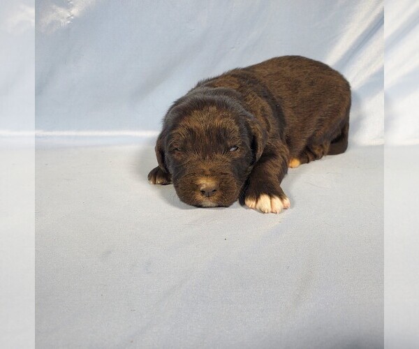 Medium Photo #32 Golden Mountain Dog Puppy For Sale in BLACK FOREST, CO, USA