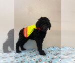 Small #1 Golden Retriever