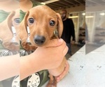 Small Photo #25 Dachshund Puppy For Sale in PERRIS, CA, USA