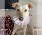 Small #4 Labrador Retriever Mix