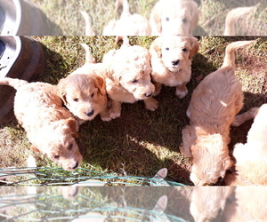 Goldendoodle Puppy for Sale in BLACKBURN, North Carolina USA