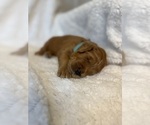 Small #4 Goldendoodle