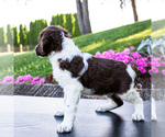 Small Photo #4 Brittany Puppy For Sale in WAKARUSA, IN, USA