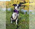 Small #20 Australian Shepherd Mix