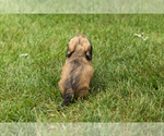 Small #4 Dachshund