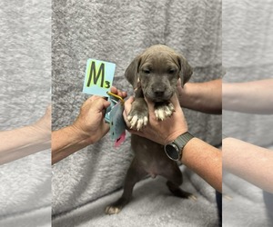 Labrador Retriever-Unknown Mix Dogs for adoption in SHERBURNE, NY, USA