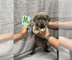 Small Labrador Retriever Mix