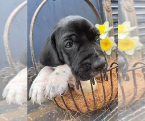 German Shorthaired Pointer Puppy for sale in BRUCE, MS, USA
