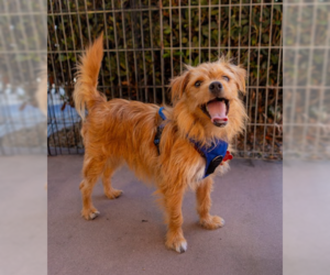 Mutt Dogs for adoption in San Diego, CA, USA