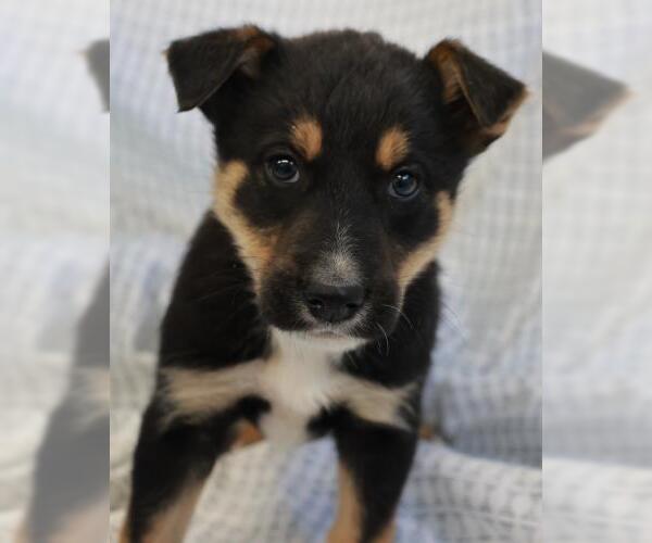Medium Photo #1 German Shepherd Dog-Unknown Mix Puppy For Sale in Thief River Falls, MN, USA