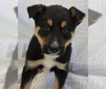Marn - Male German Shepherd Dog-Unknown Mix Dog for Adoption - Small photo