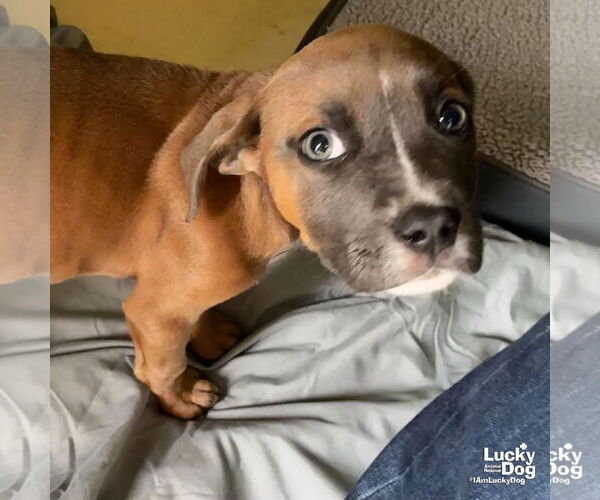 Medium Photo #3 Bulldog-Labrador Retriever Mix Puppy For Sale in Washington, DC, USA