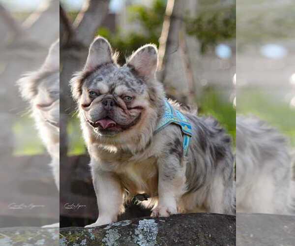 Medium Photo #1 French Bulldog Puppy For Sale in LOS ANGELES, CA, USA
