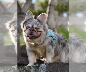 Father of the French Bulldog puppies born on 03/01/2025