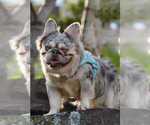 Small Photo #1 French Bulldog Puppy For Sale in LOS ANGELES, CA, USA