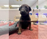 Small German Shepherd Dog Mix