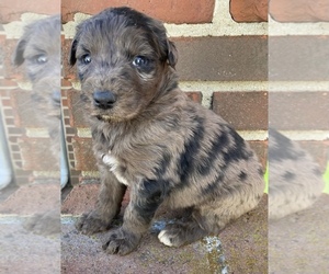 Aussiedoodle Puppy for sale in UPTON, KY, USA