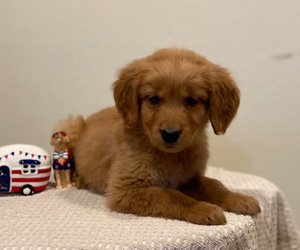 Golden Retriever Puppy for sale in COLUMBUS, IN, USA