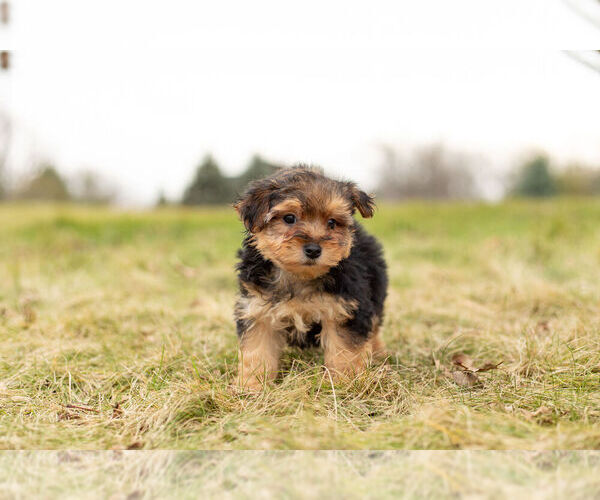 Medium Photo #5 Morkie Puppy For Sale in WARSAW, IN, USA