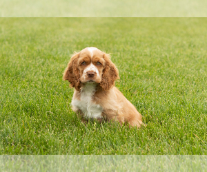 Cocker Spaniel Puppy for sale in MILLERSBURG, IN, USA