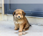 Puppy Valentino Pom-A-Poo