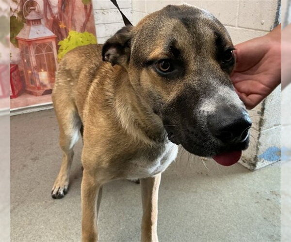 Medium Photo #1 German Shepherd Dog-Unknown Mix Puppy For Sale in San Bernardino, CA, USA