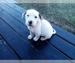 Small Photo #110 American Pit Bull Terrier-Labrador Retriever Mix Puppy For Sale in MOORESBORO, NC, USA