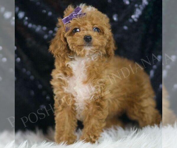 Medium Photo #4 Poodle (Toy) Puppy For Sale in WARSAW, IN, USA