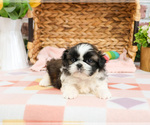 Small #3 Shih Tzu