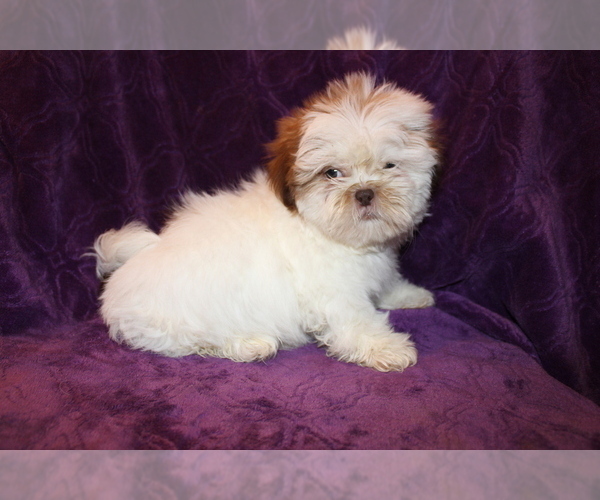 Medium Photo #13 Shih Tzu Puppy For Sale in BLOOMINGTON, IN, USA