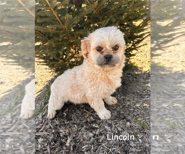 Medium Photo #1 Shih Tzu Puppy For Sale in MIDDLEBURY, IN, USA