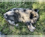 Small Photo #2 Aussiedoodle Miniature  Puppy For Sale in GATESVILLE, TX, USA