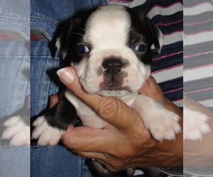 Boston Terrier Puppy for sale in CRKD RVR RNCH, OR, USA