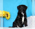 Small Photo #1 Aussiedoodle Puppy For Sale in GAP, PA, USA