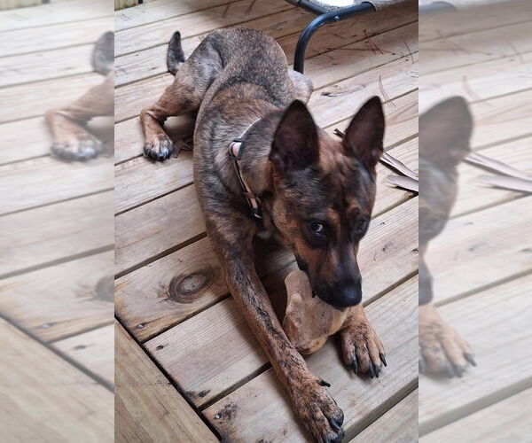 Medium Photo #5 Mutt Puppy For Sale in The Woodlands, TX, USA