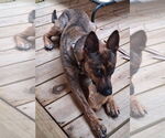Small #4 Mutt